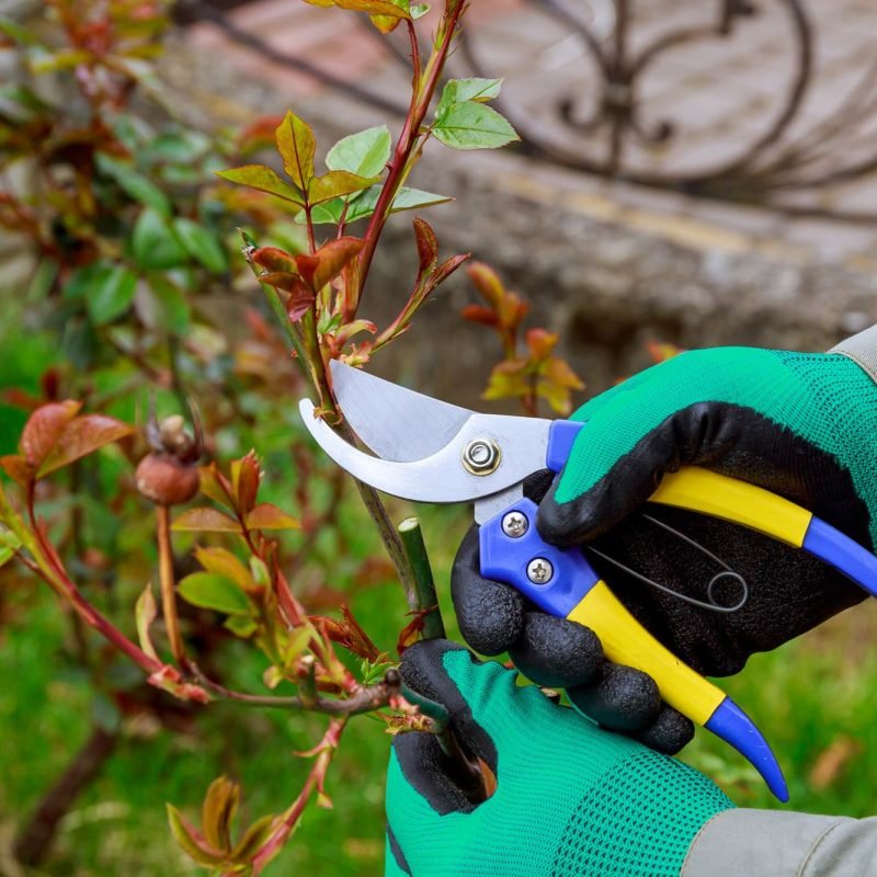 49651174_pruning-a-rose-with-garden-shears-the-farmer-works-in-the-garden